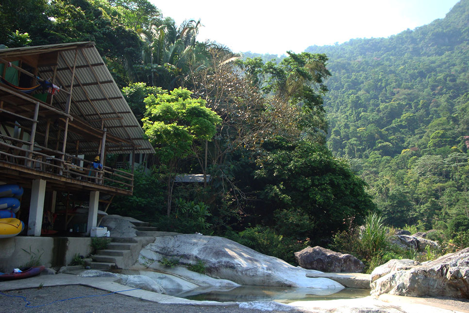 The jungle